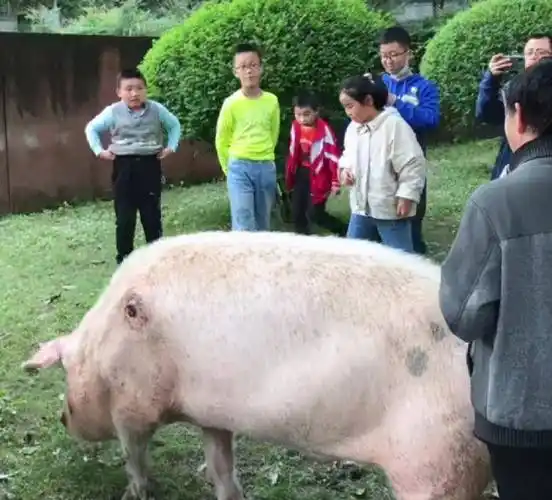 汶川地震中幸存的"猪坚强"已达高龄,我却看到可悲的一幕