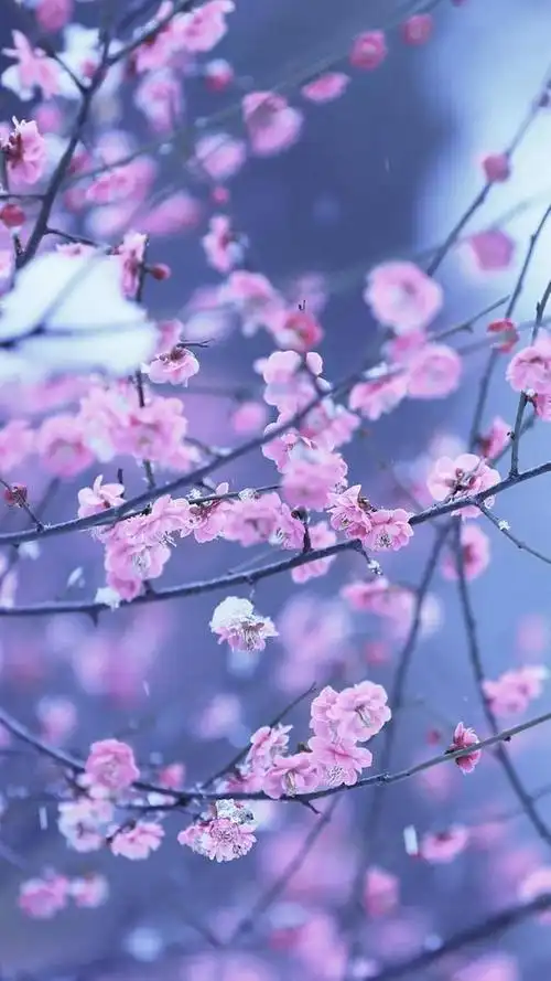 好养眼的唯美清新小花朵_网易订阅