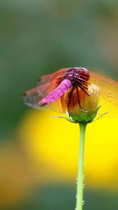 红蜻蜓,花,昆虫