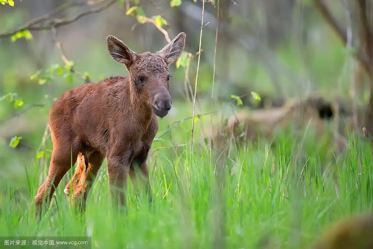 野生森林里的小驼鹿