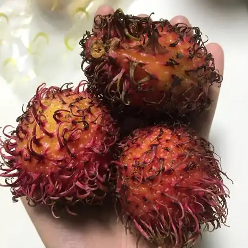 好吃的水果之一红毛丹