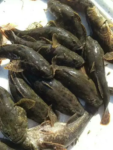 沙塘鳢(桃巴痴)1两-1.7两85元一斤,1.8两以上120元一斤