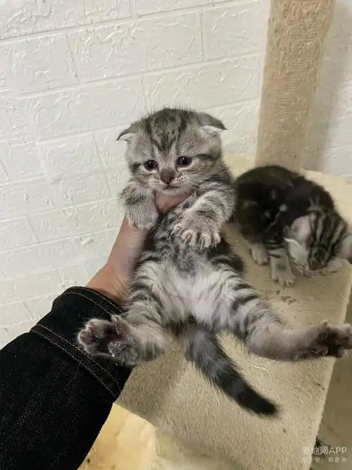 美短猫虎斑猫英短猫