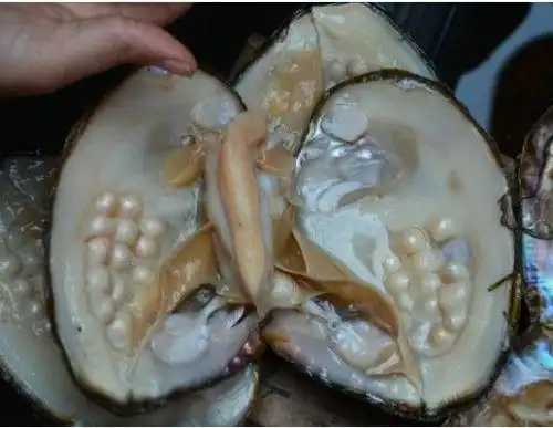 水月传说活淡水珍珠蚌活蚌珍珠贝取珍珠水族观赏diy珠宝饰品养殖