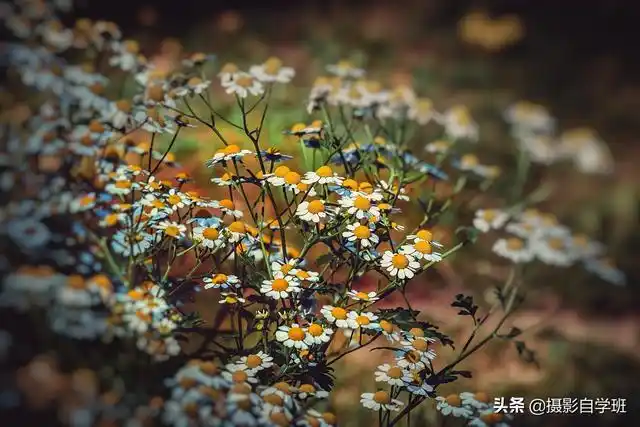 怎么把一张暗的照片调亮_想让照片主次分明,这4个摄影技巧,可能帮你!