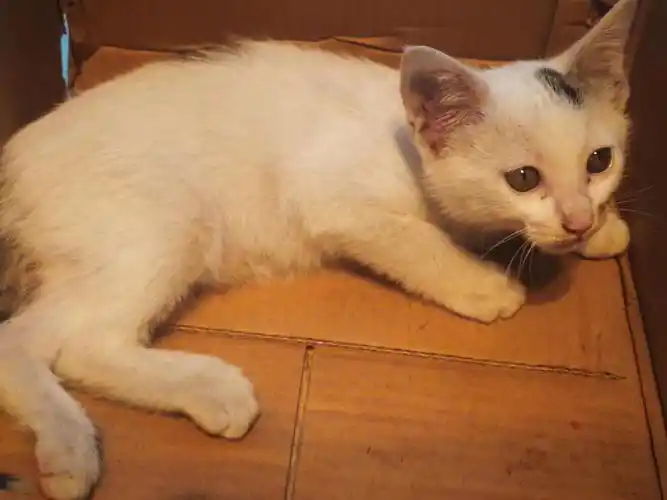 重庆捡到一只小土猫求同城的领养可报销往返车费