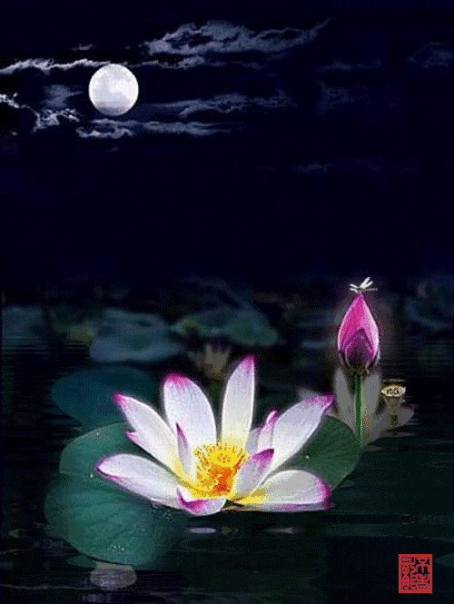 500_665竖版 竖屏gif 动态图 动图