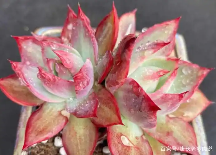 惊鸿一瞥自难忘——多肉惊鸿仙子,只听名字就很美,你养过没有?