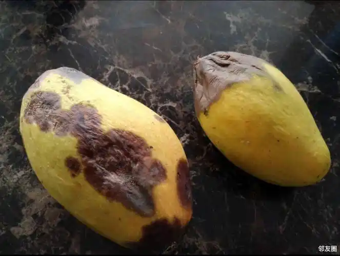 这芒果咋回事寄过来时还是青色的没几天就开始烂了