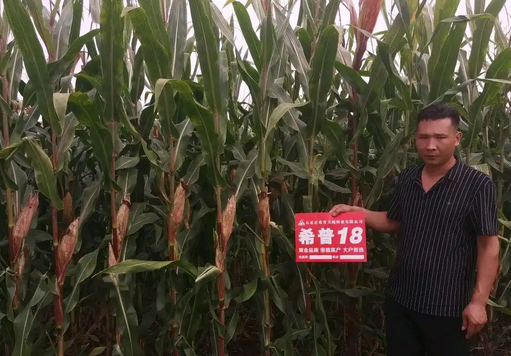 紫根紫秆玉米为什么深受老百姓喜爱