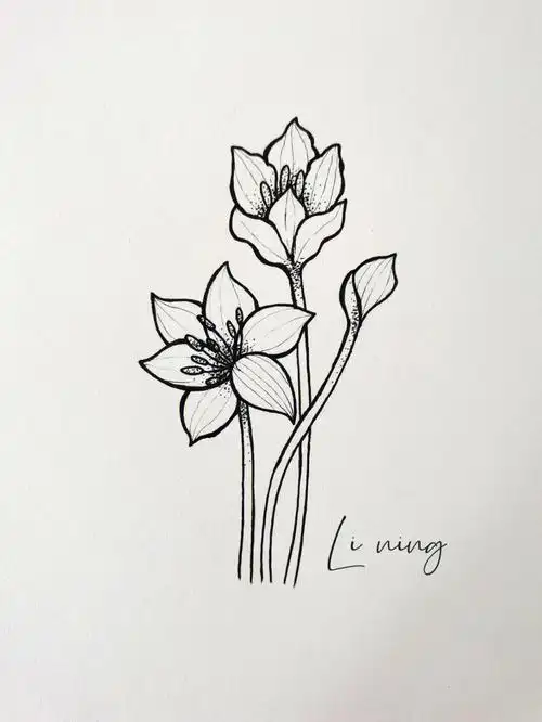 画画  #零基础学画画  #画画的日常  #花卉  #手绘  #绘画  #简笔画