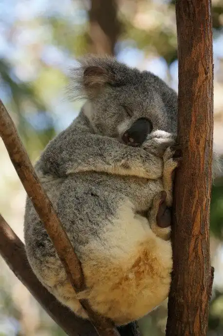 树袋熊的奇葩睡姿,真是太萌了