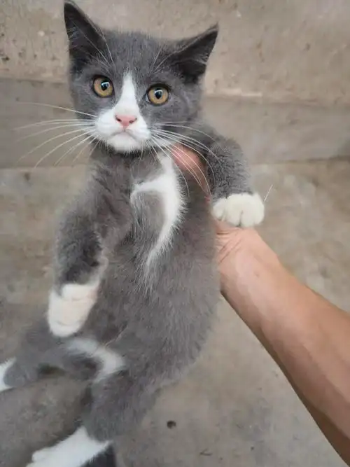 自养蓝猫蓝白便宜转让