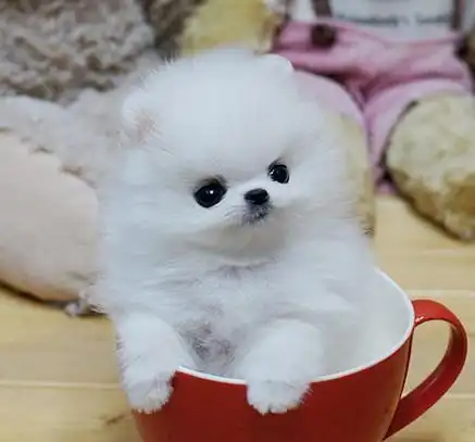 茶杯犬相信大家都听说过了,因为体型小,能放在茶杯里,所以叫做茶杯犬.