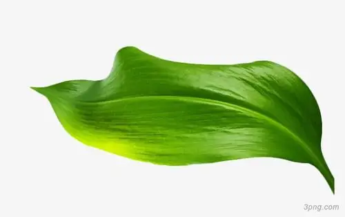 绿叶png素材透明免抠图片-节日元素