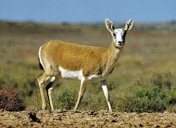 金寨职校园内惊现国家二级保护动物!_黄羊