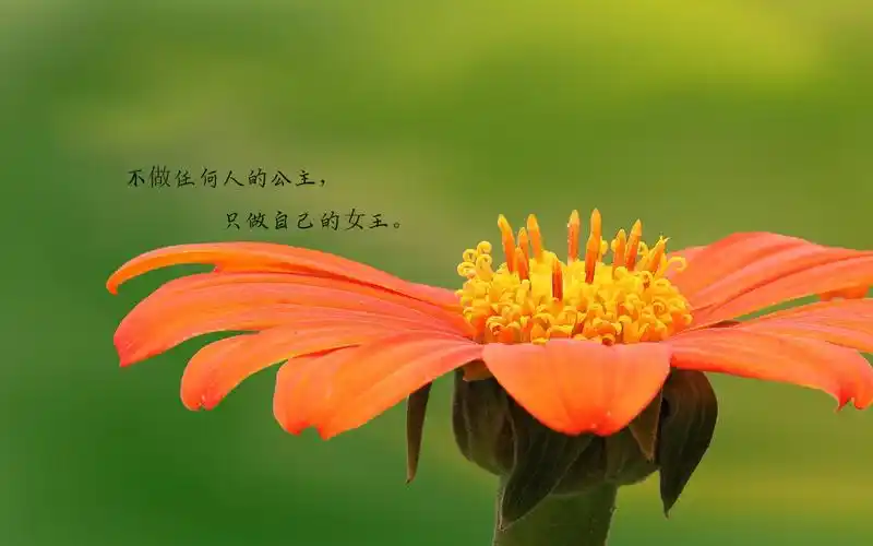 励志,文字图片,励志,文字,清新,简单,电脑壁纸,壁纸励志心语说说配图