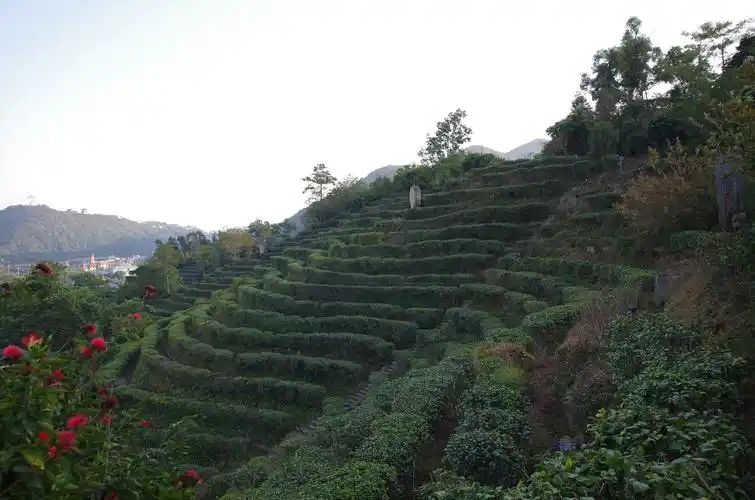三洲茶园的梯田茶田