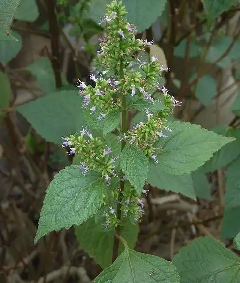 腺花香茶菜_腺花香茶菜的功效与作用_腺花香茶菜的图片_百草汇