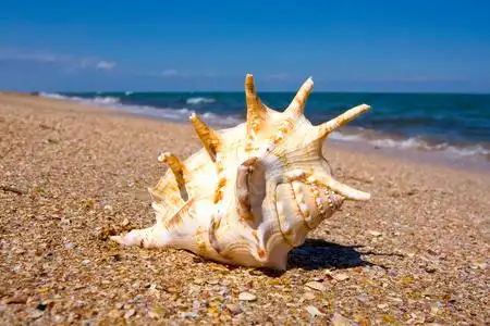 海中软体动物的壳,贝壳照片