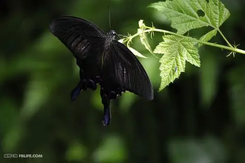 村里有很多蝴蝶,这只漂亮,有人认识这蝴蝶,说是凤尾蝶,属国家二级保护
