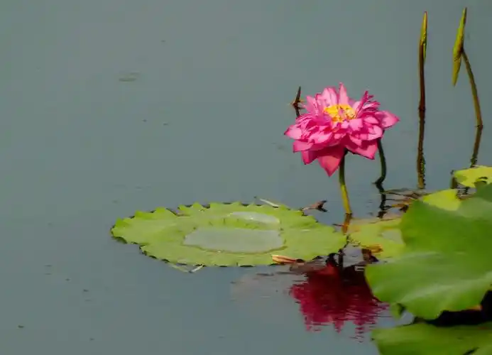 七宝荷花别样情