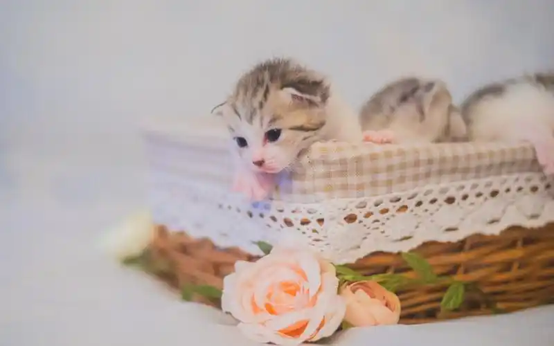 可爱的小奶猫图片