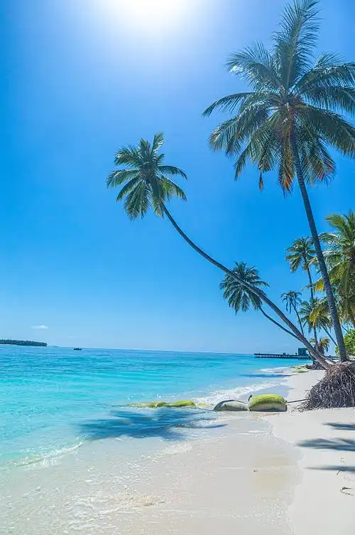 碧海蓝天美丽海滩的棕榈树在马尔代夫图片下载