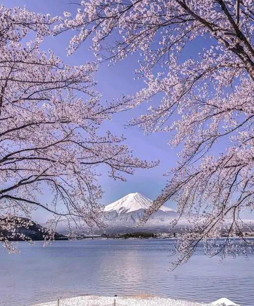 富士山下的樱花满天飞
