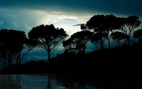 壁纸树,云,夜,反射,风景高清:宽屏:高清晰度:全屏