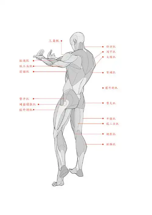 男性肌肉结构怎么画?