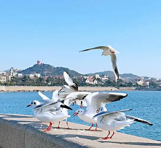 碧海蓝天下的青岛栈桥,海鸥在自由的翱翔––君朋视觉手机摄影2021.1.