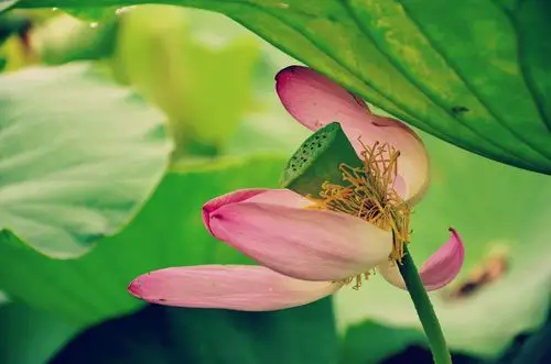 心似莲花开,禅意自会来_新浪看点