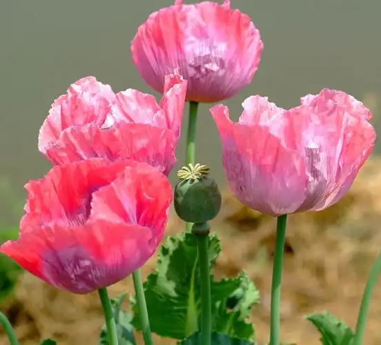 弄来了几株罂粟:不信毒不倒你! - 归档主题 - 无忌摄影论坛