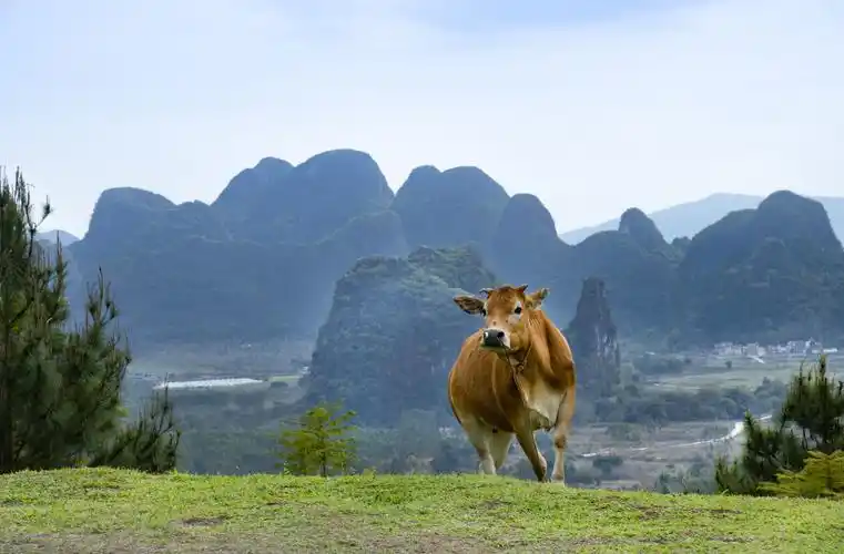3月7日,英德市黄花镇英西峰林走廊,一头黄牛在草地上觅食.
