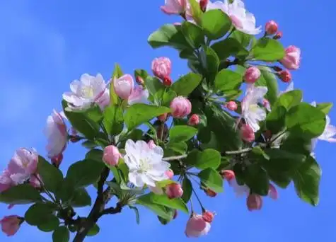 西府海棠花是什么颜色的