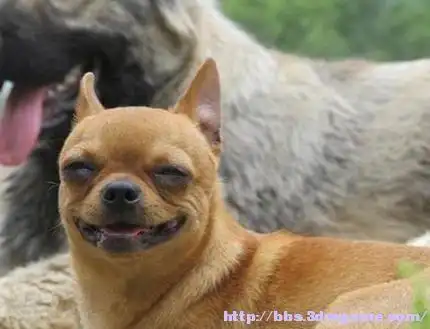 我得意的笑又得意的笑ii.