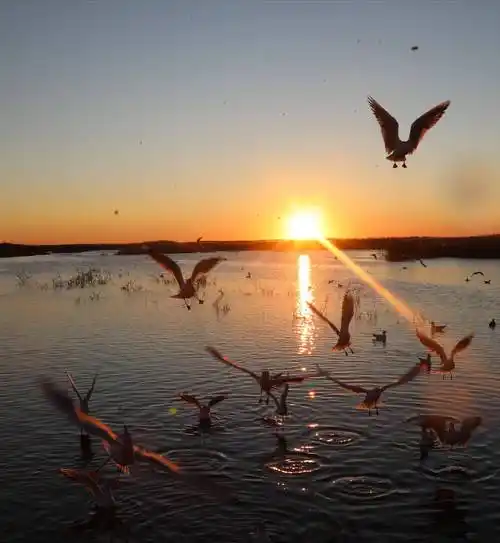 大西北之旅(五)梦回千年,居延海的日出_匈奴_芦苇丛_海鸥