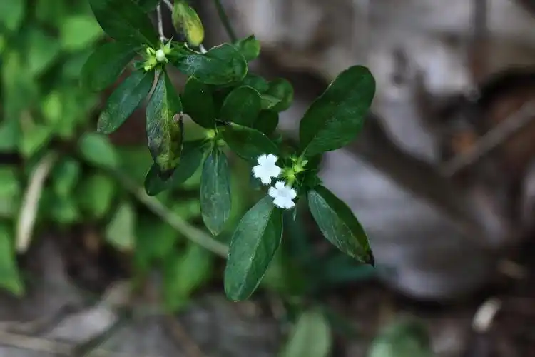 白马骨茜草科白马骨属