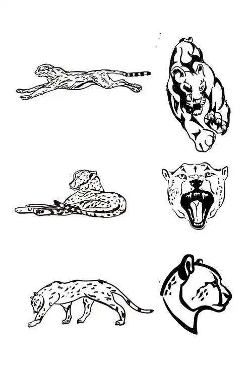 猎豹豹子手绘黑白线稿
