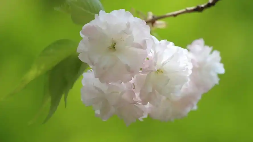 春天唯美小花微距摄影图片壁纸