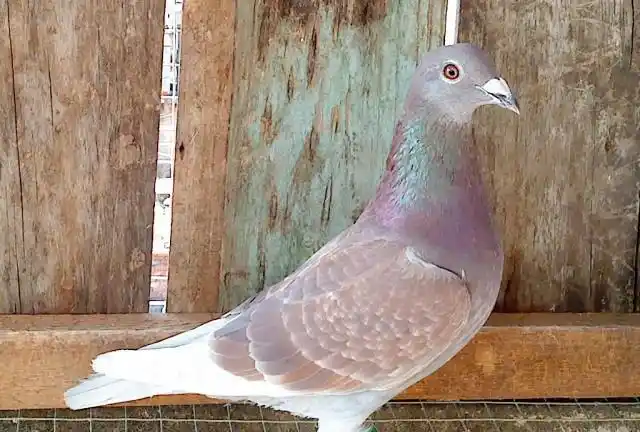 不知道你发现没有,很多鸽舍的鸽子都是以瓦灰以及浅雨点为主要的色调