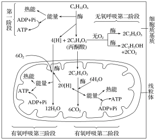 未消耗atp,①不符合题意; ②酵母菌的有氧呼吸和无氧呼吸所有阶段都