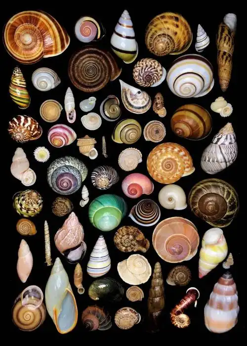 85后小伙痴迷贝壳,拍的贝壳90%你没见过,曝光后令无数人疯狂:世界美学