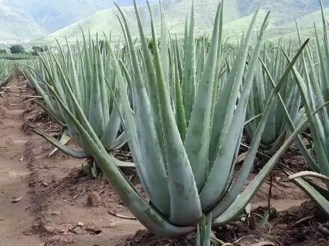 芦荟都有哪些品种?