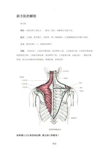 斜方肌的解剖