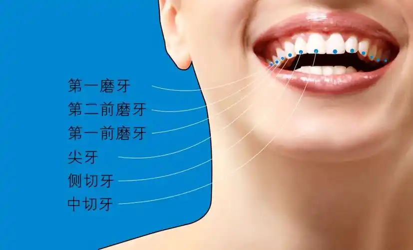 主要功能是切割食物;中切牙上下共4颗,侧切牙上下共4颗,加起来8颗