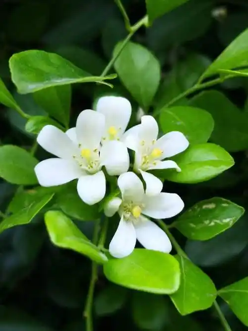 七里香一年开几次花(七里香一年四季开花吗)