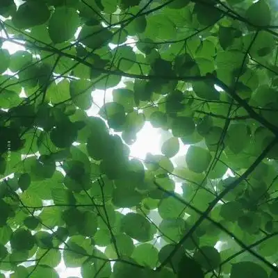 绿色系ins背景图