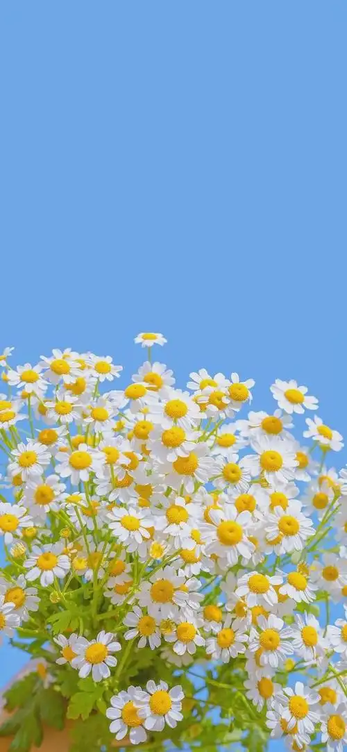 愿你所期待的最后都如你所愿治愈系图片